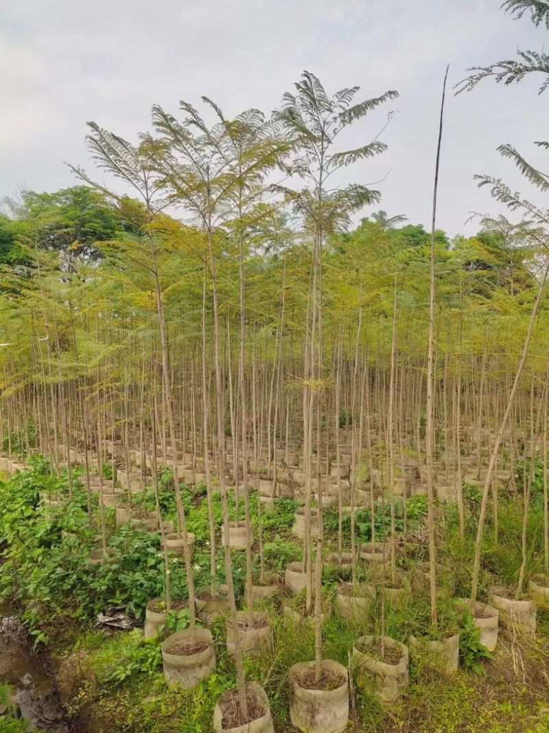 蓝花楹1～3公分