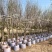 红梅树3～5公分