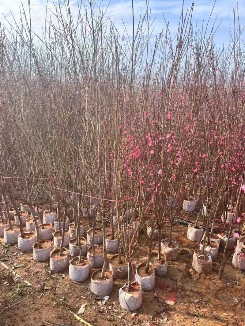 红梅树3～5公分