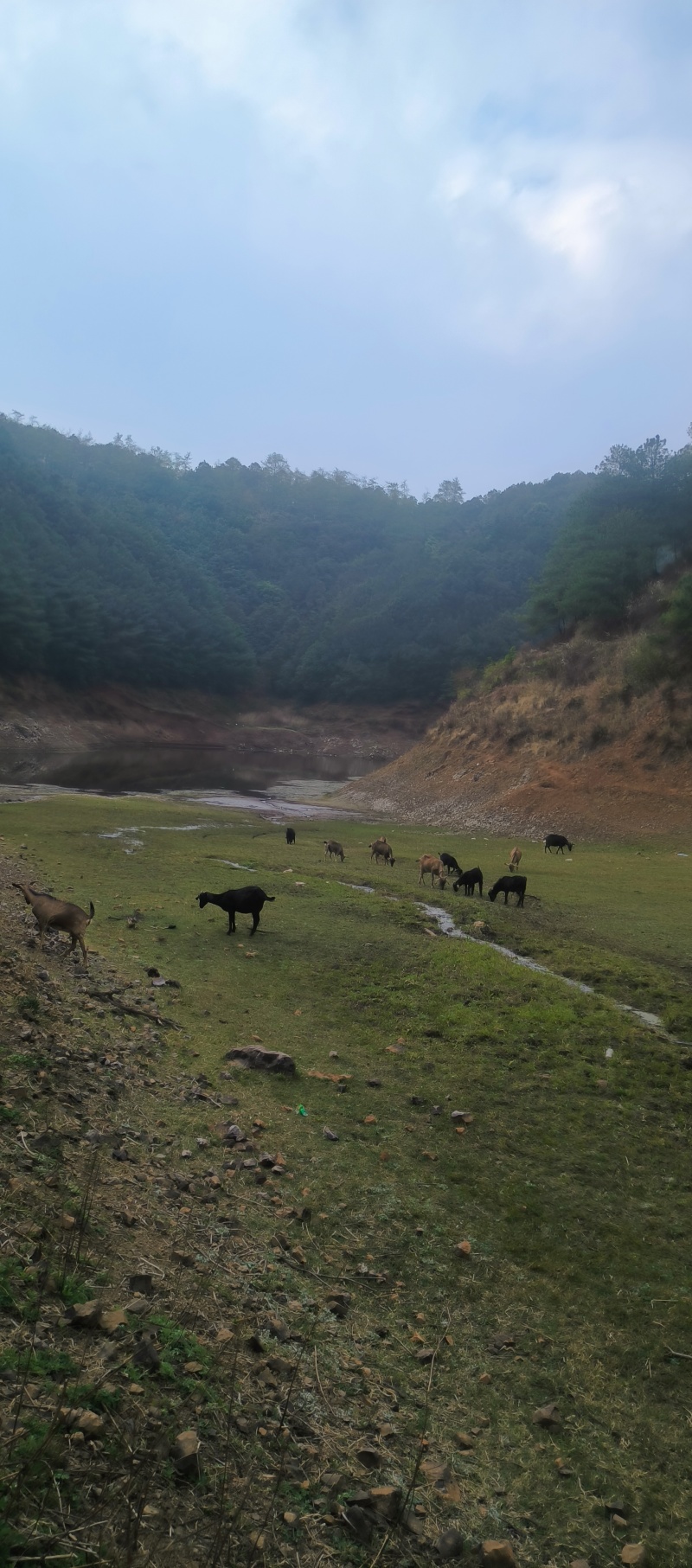 正宗放养土山羊