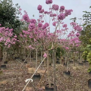 绣球，紫花风铃木5～6公分