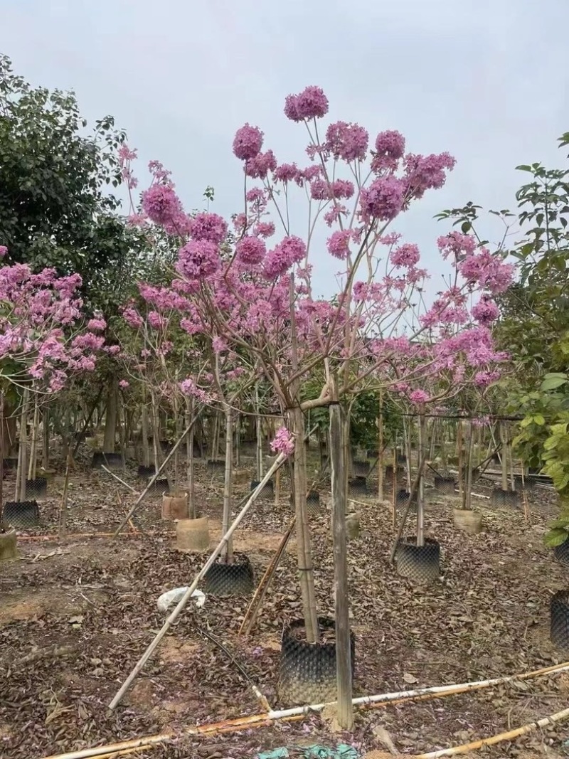 绣球，紫花风铃木5～6公分