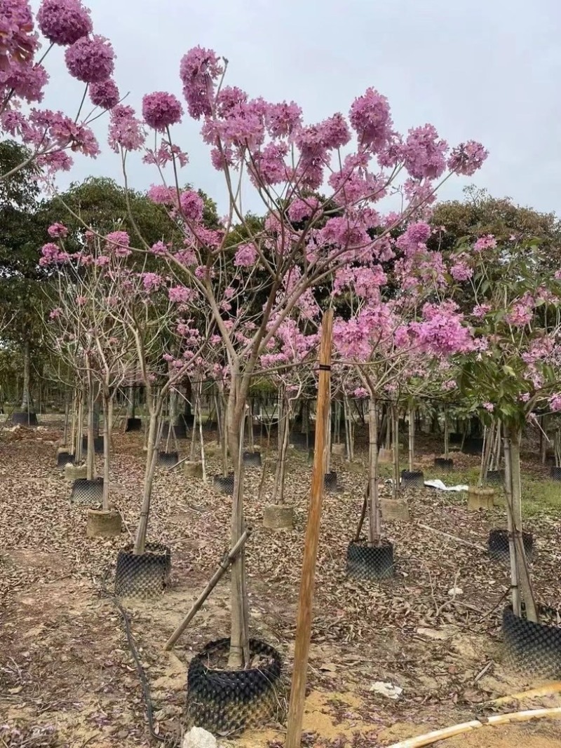 绣球，紫花风铃木5～6公分