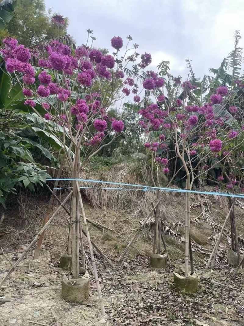 绣球，紫花风铃木5～6公分