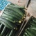 【新店推荐】山东密刺黄瓜大量有货价格有货自家种植