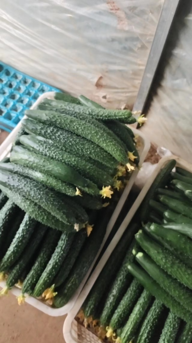 【新店推荐】山东密刺黄瓜大量有货价格有货自家种植