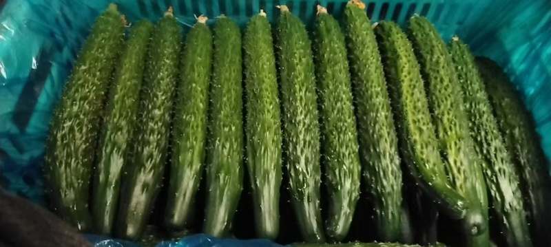 【新店推荐】山东密刺黄瓜大量有货价格有货自家种植