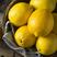 新鲜安岳柠檬果黄柠檬，对接电商工厂一件代发整车批发