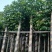 重阳木5～15公分