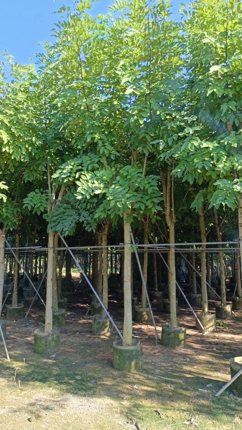 腊肠树10～15公分