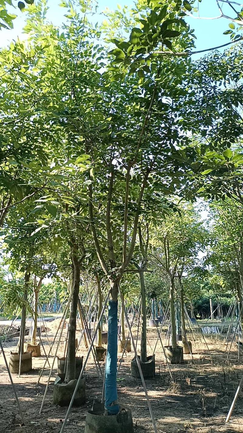 腊肠树10～15公分