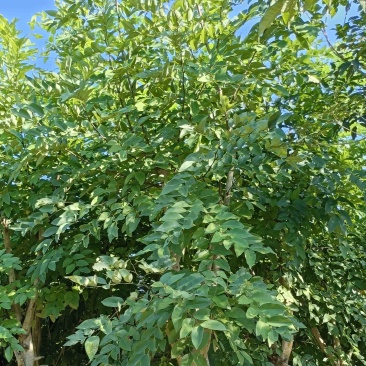腊肠树10～15公分