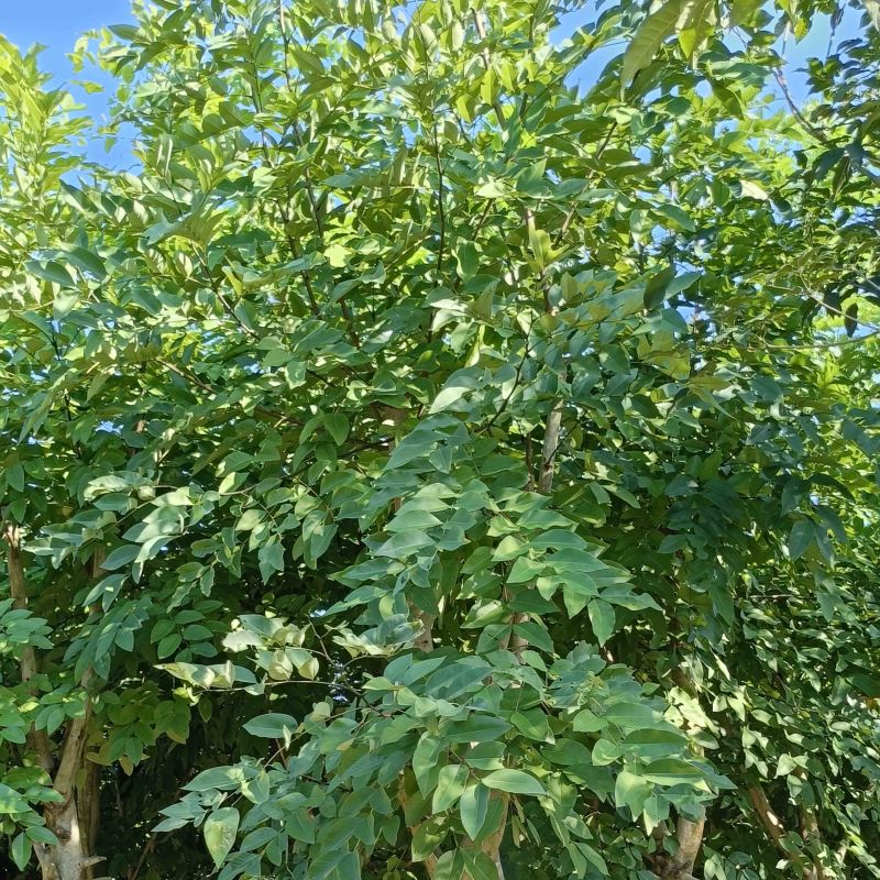 腊肠树10～15公分