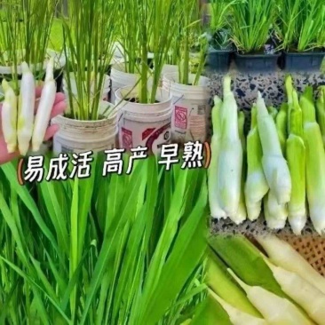 基地直销茭白苗改良系列早熟茭白苗龙虾塘鱼塘套养种植