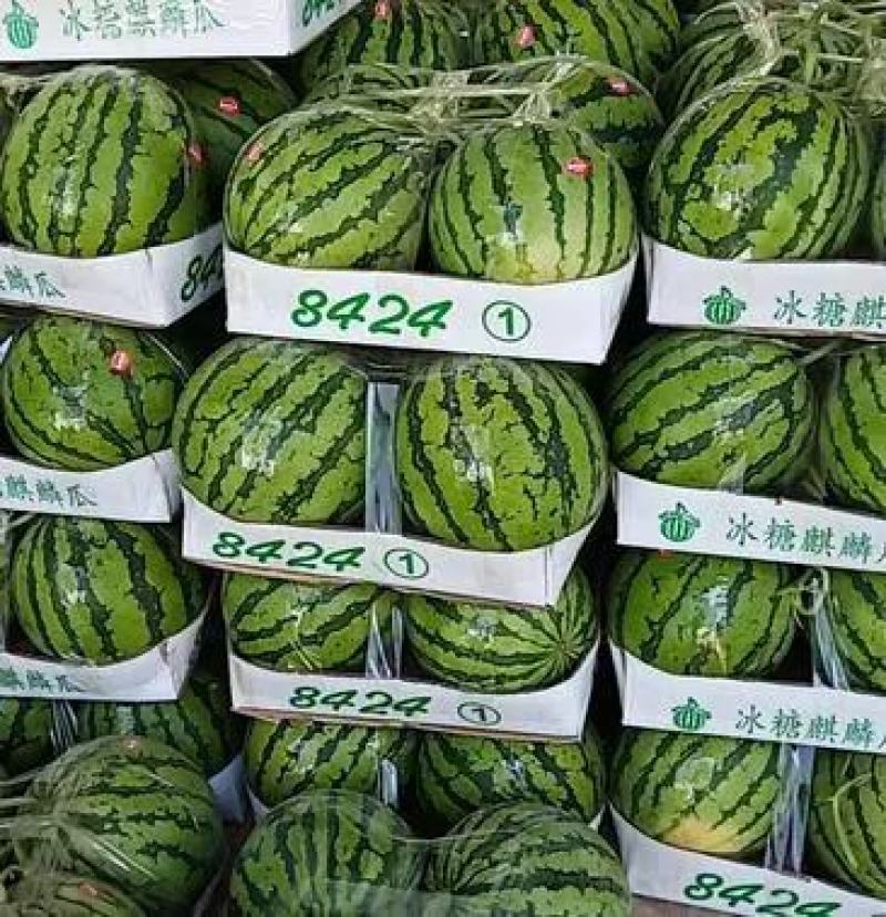 《夏邑万亩基地》精品美都西瓜无籽西瓜个头均匀保质保量