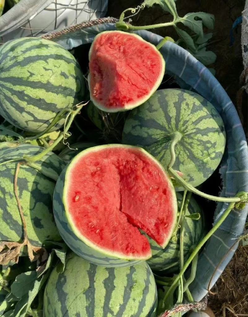 《夏邑万亩基地》精品美都西瓜无籽西瓜个头均匀保质保量