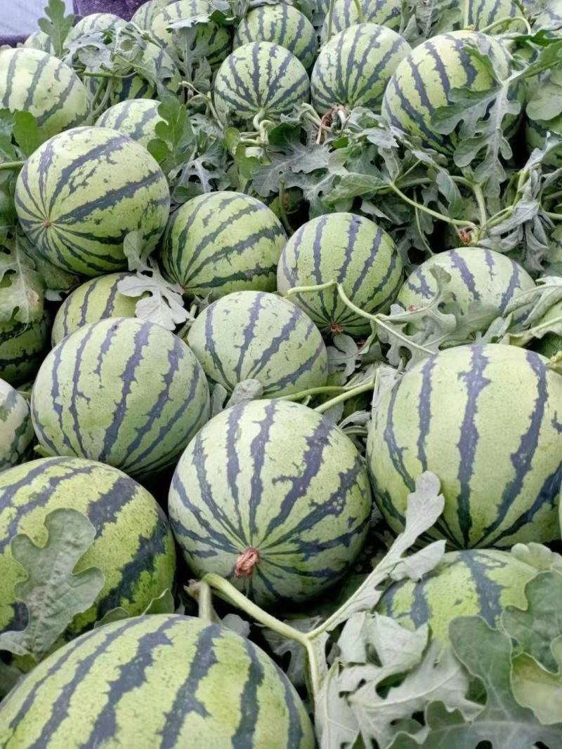 《夏邑万亩基地》精品美都西瓜无籽西瓜个头均匀保质保量