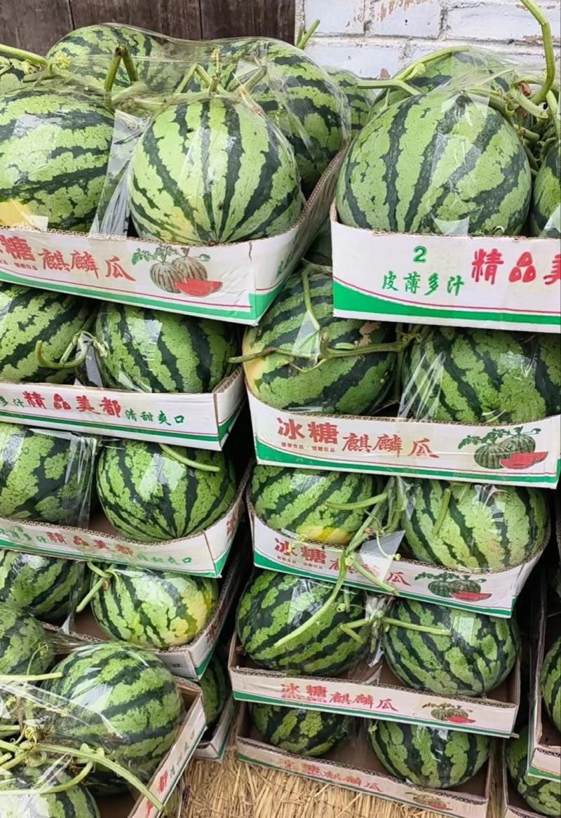 《夏邑万亩基地》精品美都西瓜无籽西瓜个头均匀保质保量
