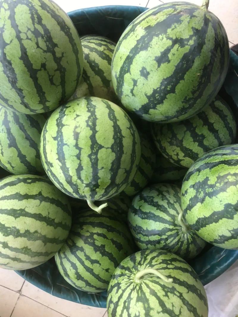 《夏邑万亩基地》精品美都西瓜无籽西瓜个头均匀保质保量