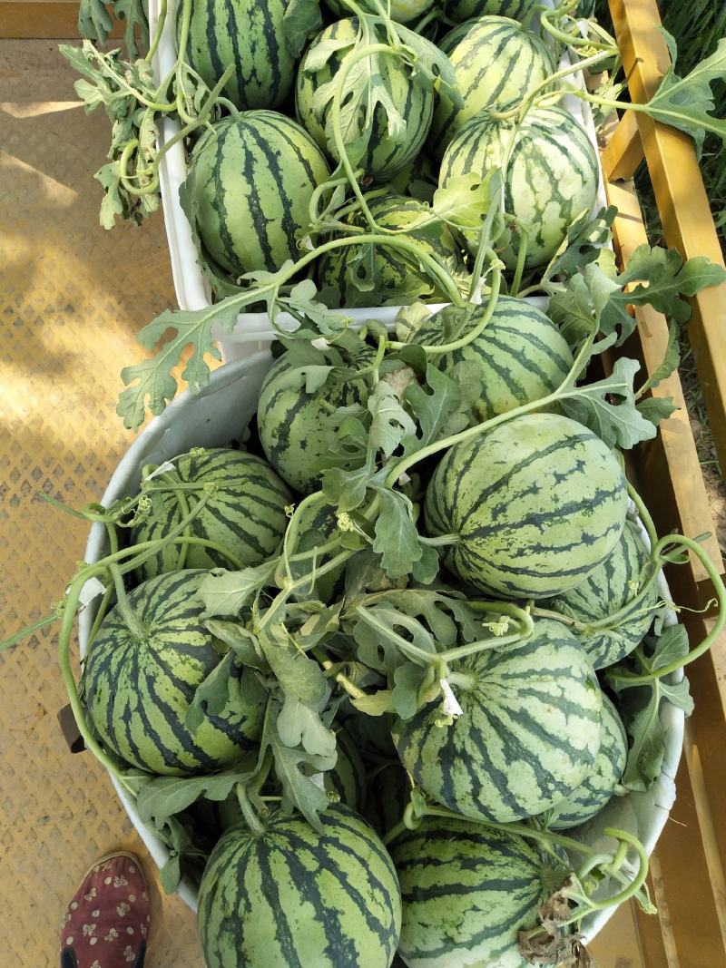 《夏邑万亩基地》精品美都西瓜无籽西瓜个头均匀保质保量