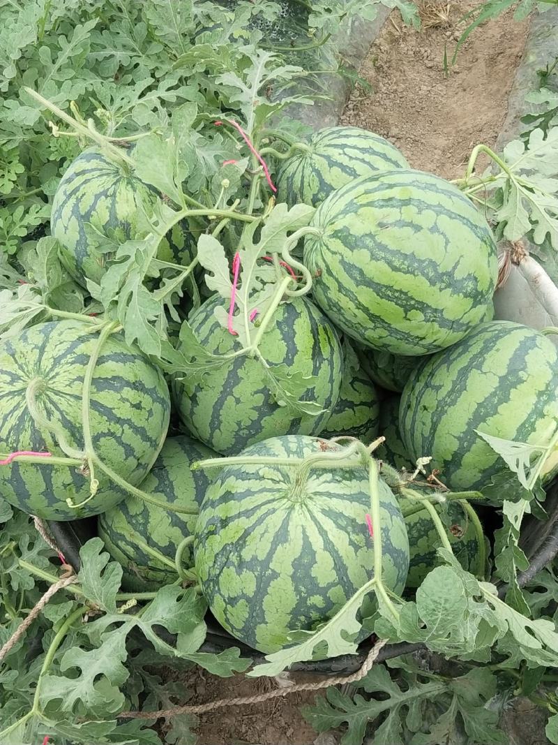 《夏邑万亩基地》精品美都西瓜无籽西瓜个头均匀保质保量