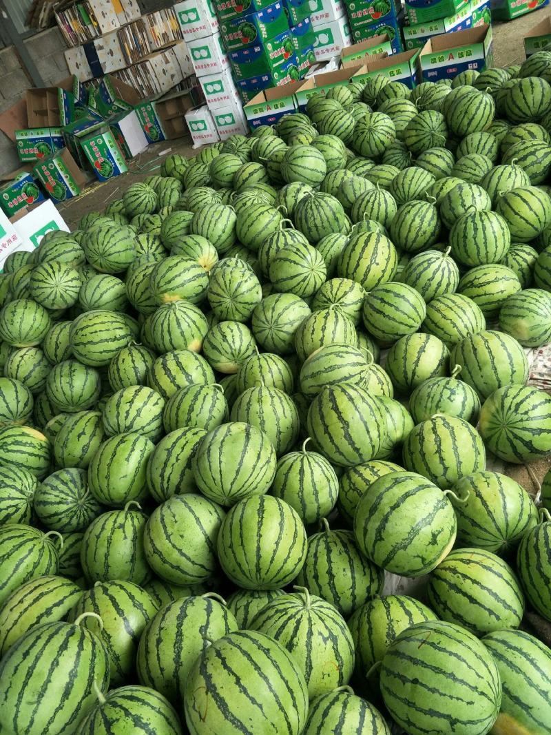 《夏邑万亩基地》精品美都西瓜无籽西瓜个头均匀保质保量