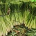 香茅草：柠檬香茅食用香料绿色保健、护肤，基地直供欢迎订购。