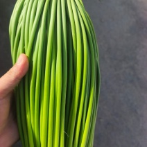 精品蒜薹红帽蒜苔产地一手货源长期供应对接全国市场档口商超