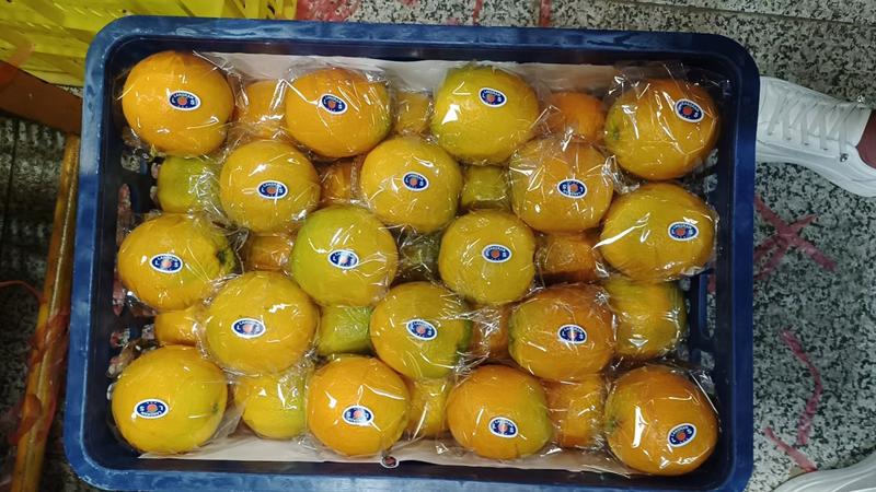 【精品】湖北秭归夏橙大量上市皮薄多汁基地直发对接全国