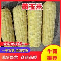 【推荐】内蒙古黄玉米，一手货源供应电商市场商超，量大价优