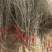 红木槿花小苗。代发货。保湿补水发货。成活率高包邮发货