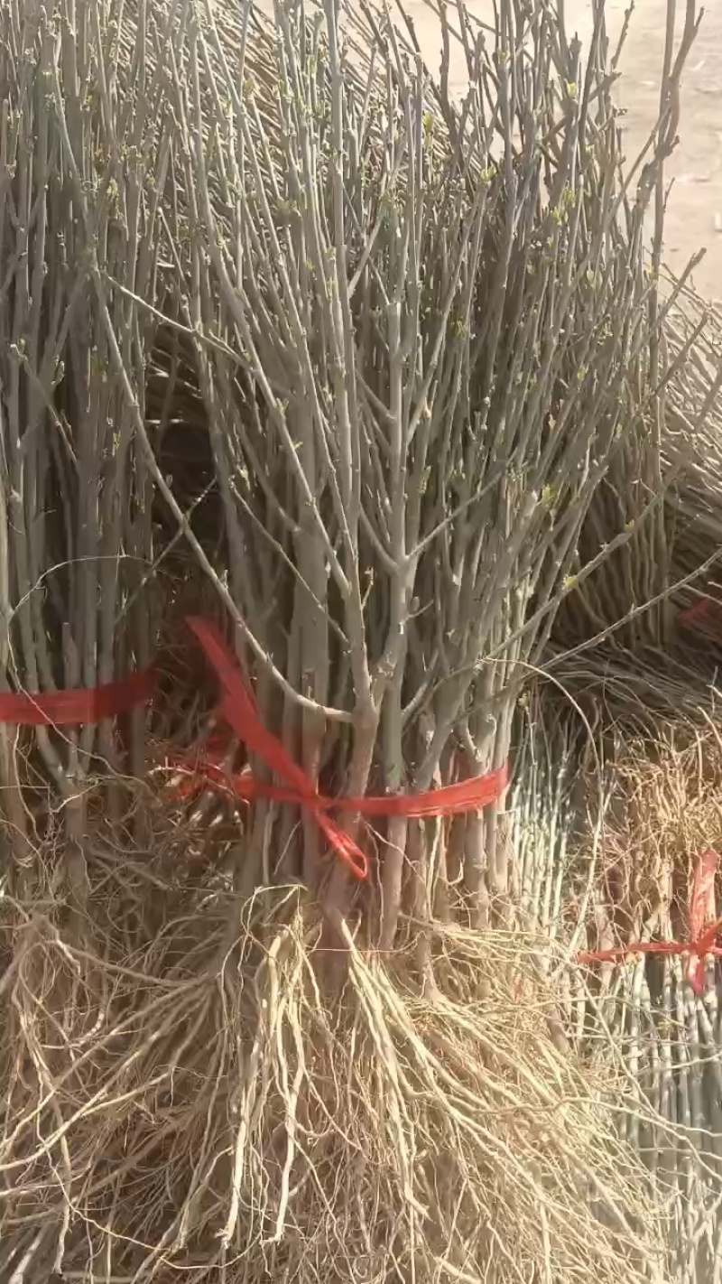 红木槿花小苗。代发货。保湿补水发货。成活率高包邮发货
