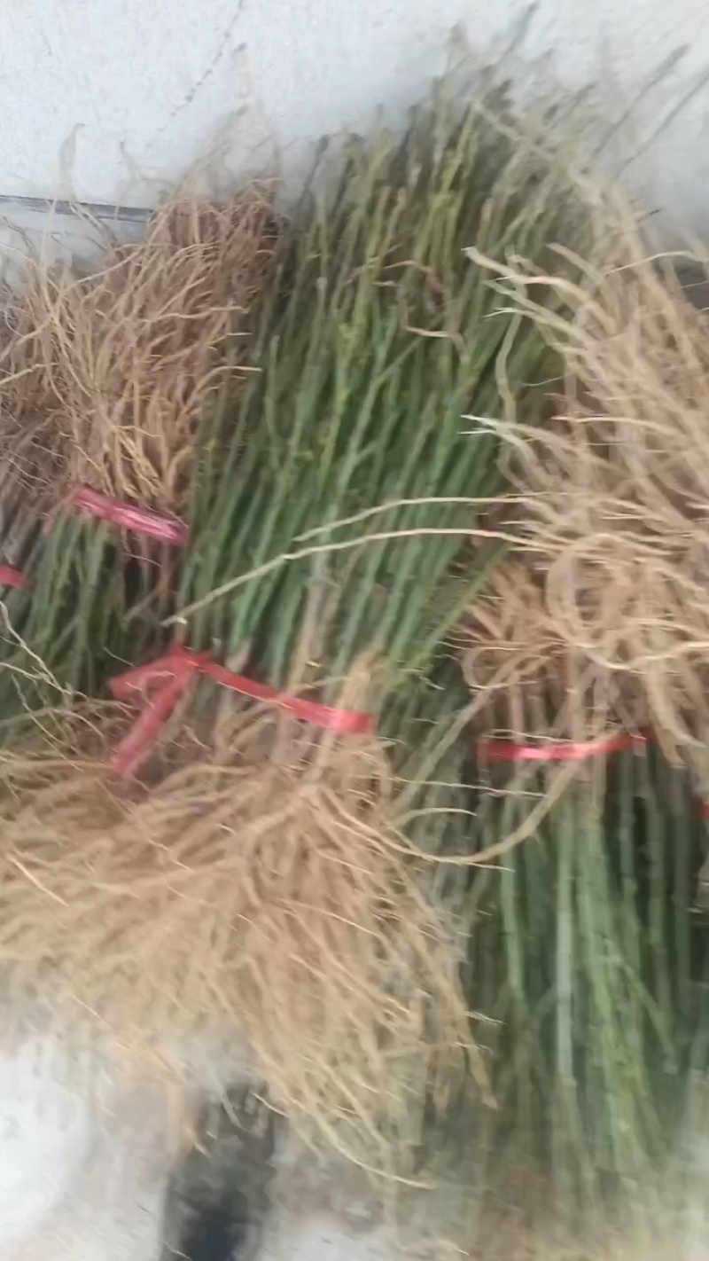 红木槿花小苗。代发货。保湿补水发货。成活率高包邮发货