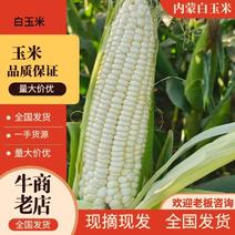 【推荐】内蒙古白玉米，一手货源供应电商市场商超，量大价优
