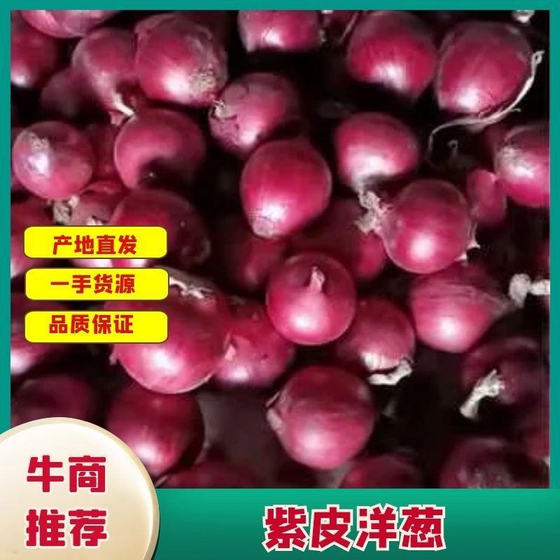 精品紫皮洋葱大量上市品质保证量大从优欢迎联系