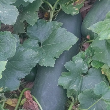 大量货