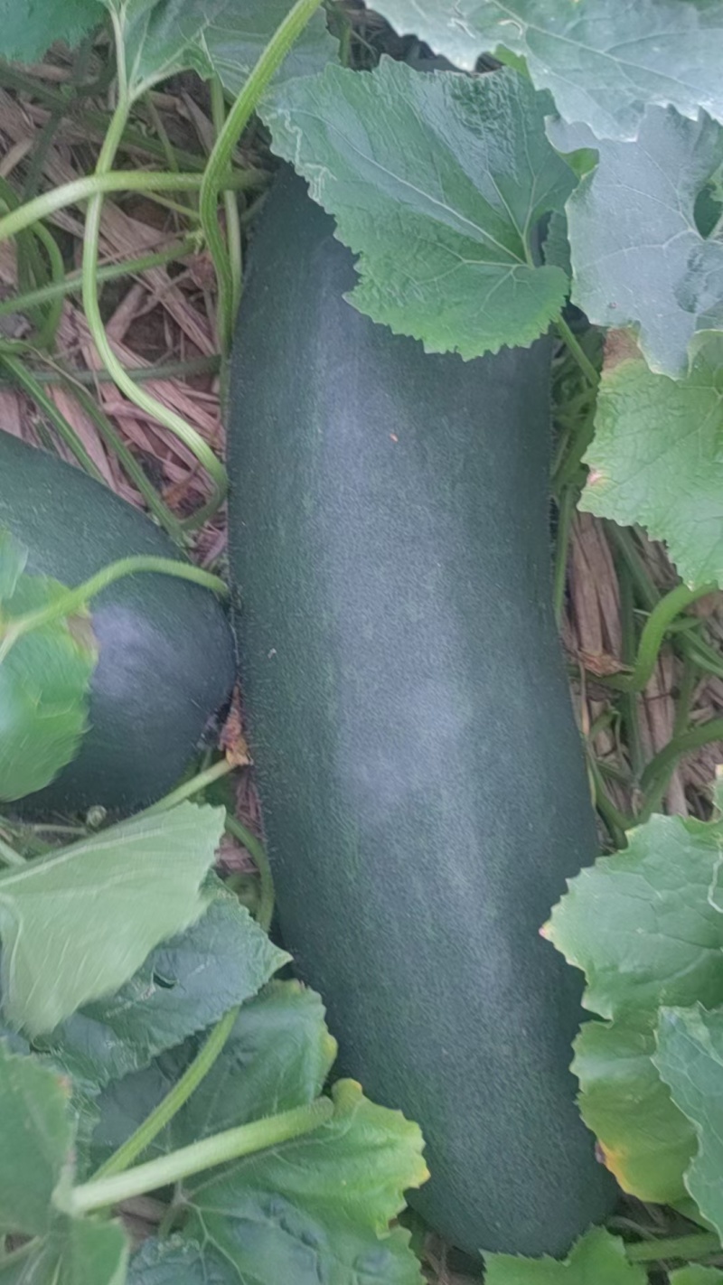 大量货
