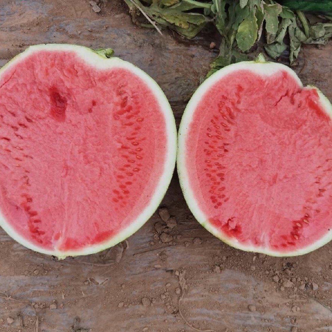 [强者711批发]河南商丘夏邑县西瓜 0.50元/斤强者711西 _ 一亩田