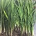 基地直销茭白苗改良系列早熟茭白苗龙虾塘鱼塘套养种植