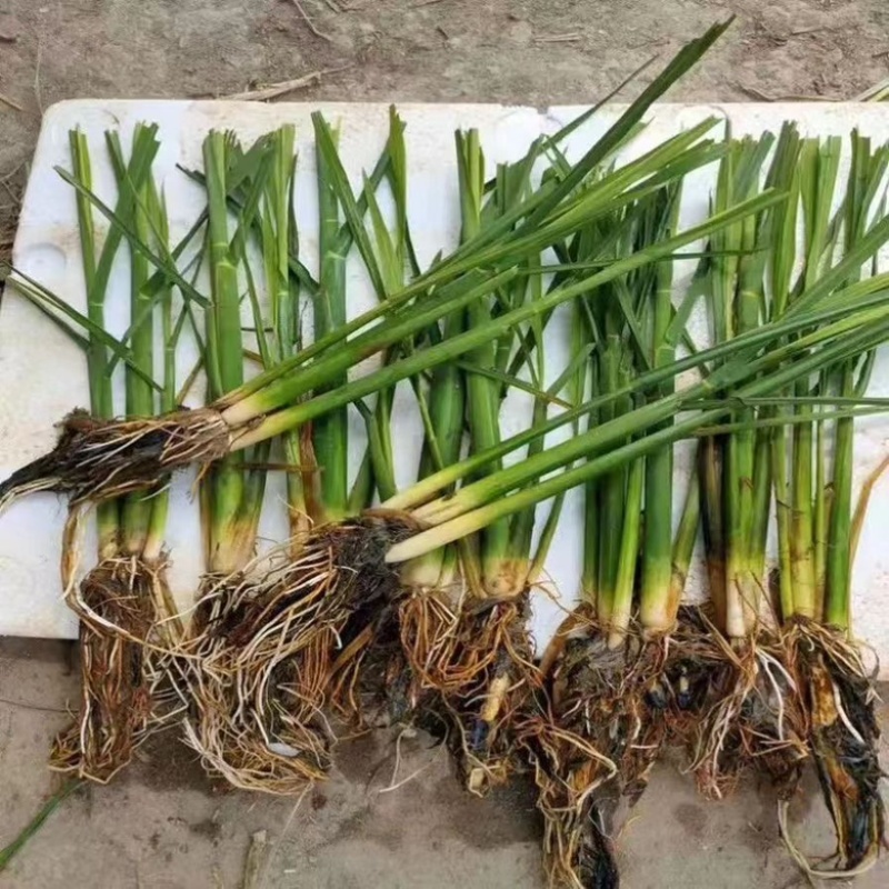 基地直销茭白苗改良系列早熟茭白苗龙虾塘鱼塘套养种植
