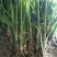 基地直销茭白苗改良系列早熟茭白苗龙虾塘鱼塘套养种植