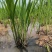 基地直销茭白苗改良系列早熟茭白苗龙虾塘鱼塘套养种植
