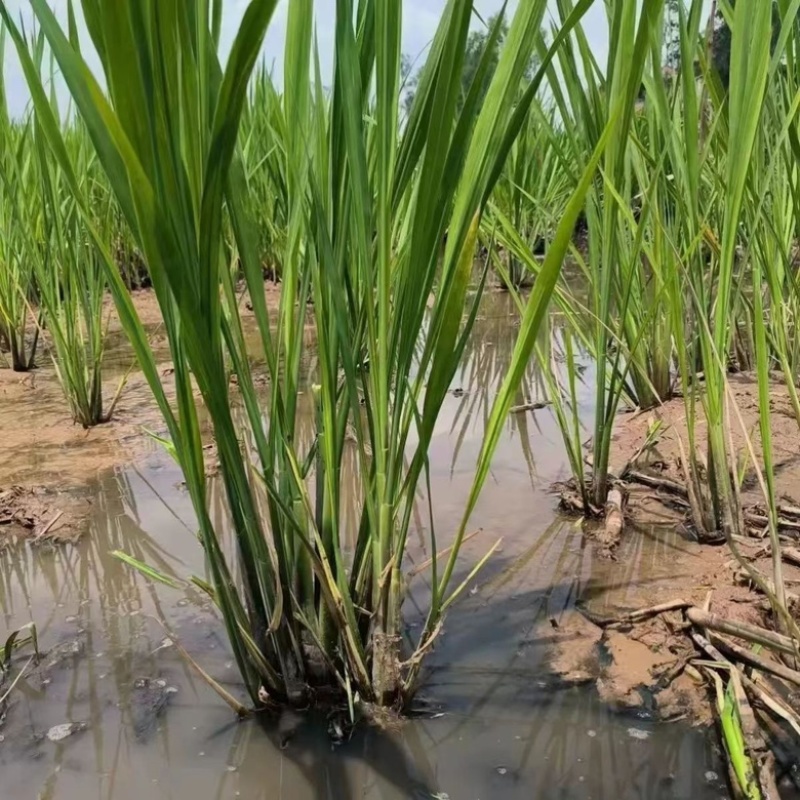 基地直销茭白苗改良系列早熟茭白苗龙虾塘鱼塘套养种植