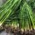基地直销茭白苗改良系列早熟茭白苗龙虾塘鱼塘套养种植