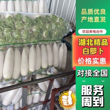 湖北精品白萝卜产地直发量大从优品质保证欢迎联系