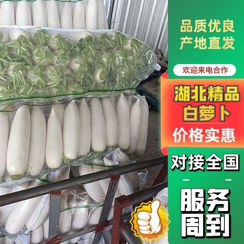 湖北精品白萝卜产地直发量大从优品质保证欢迎联系