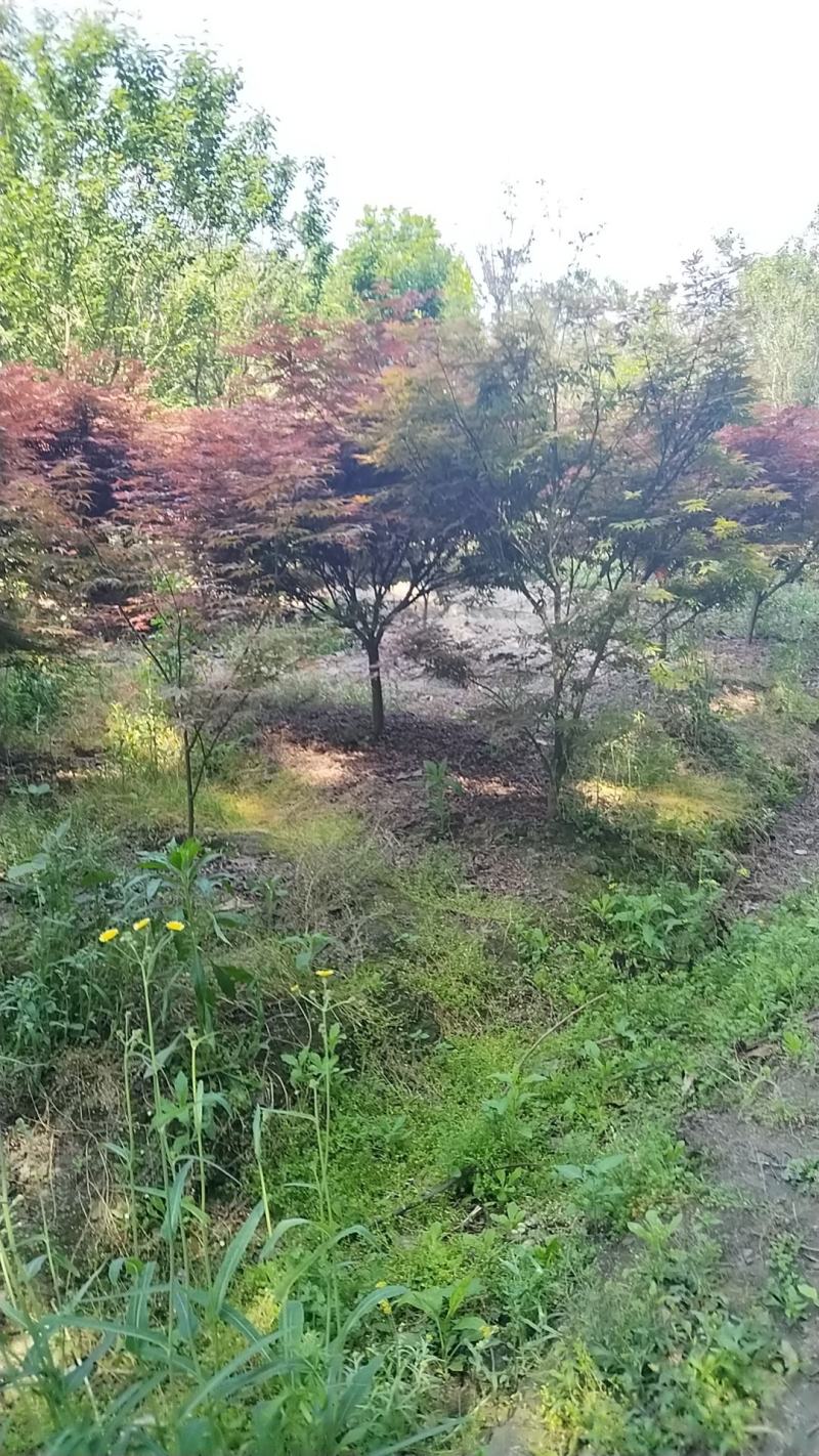 红叶石楠树