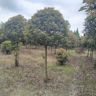红叶石楠树