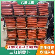 精品三红胡萝卜产地直发品质保证量大从优欢迎