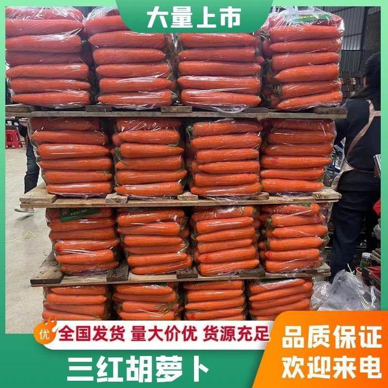 精品三红胡萝卜产地直发品质保证量大从优欢迎联系